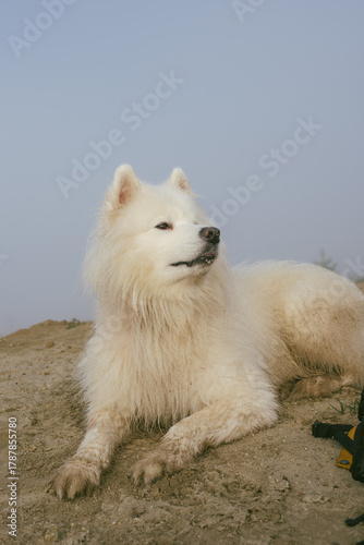portrait of cute white samoyed dog on the lake