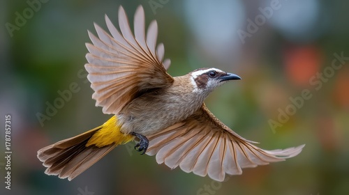 A yellow vented bulbul is soaring to snatch its airborne prey
