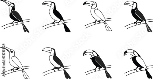Diverse toucan illustrations showcasing various styles and color variations perfect for vibrant nature designs
