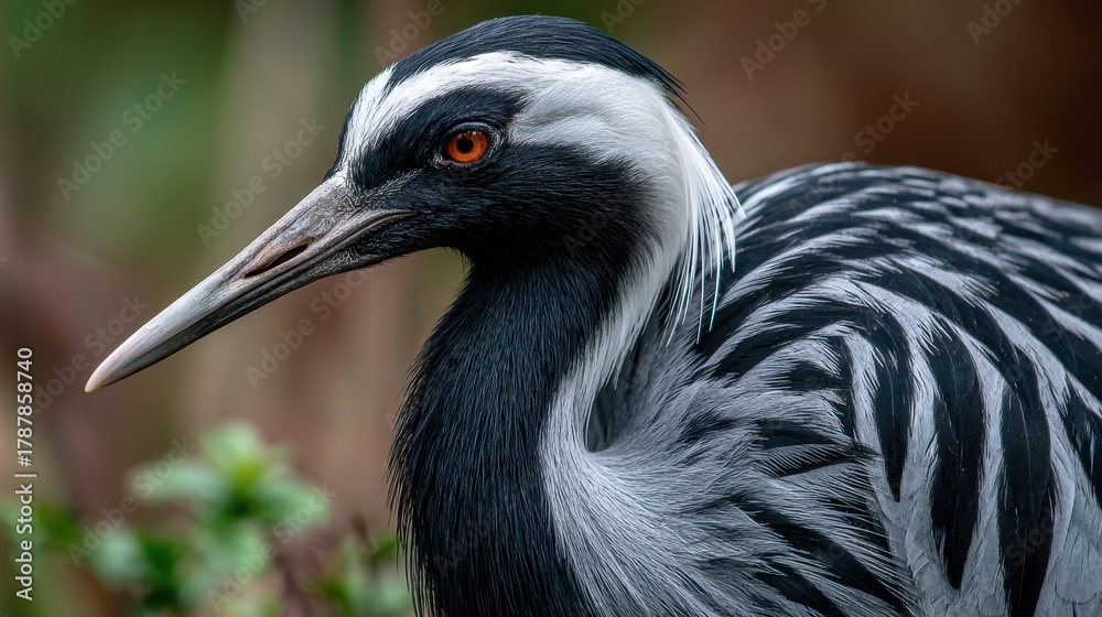Naklejka premium A zoomed in image of a striped Demoiselle crane in a zoo
