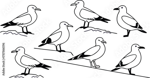 Charming flock of diverse seagulls in distinct poses, capturing natural avian grace and coastal charm for your design needs.