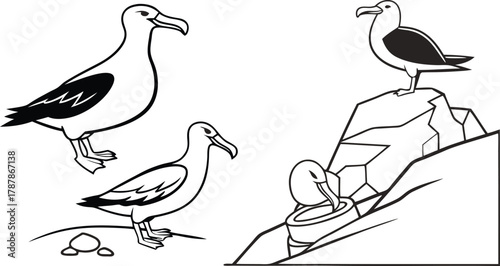 Charming line art captures seabirds in natural poses, showcasing coastal life and avian beauty with a simple, elegant design.