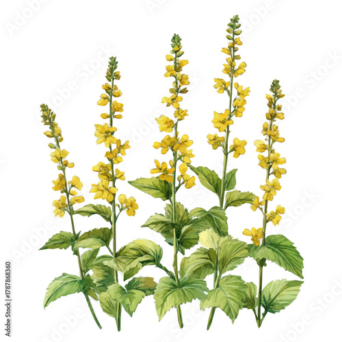 hand-drawn paint, Simple Illustration, A beautiful painting of agrimony plant, EPS format, isolated on a white background, watercolor style, minimal yet artistic elements for creative designs	