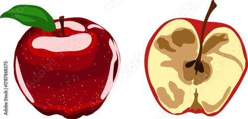 Red apple and half rotten apple vector illustration