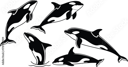 Dynamic killer whales leaping and swimming in a playful marine ballet, capturing majestic ocean life and wild freedom