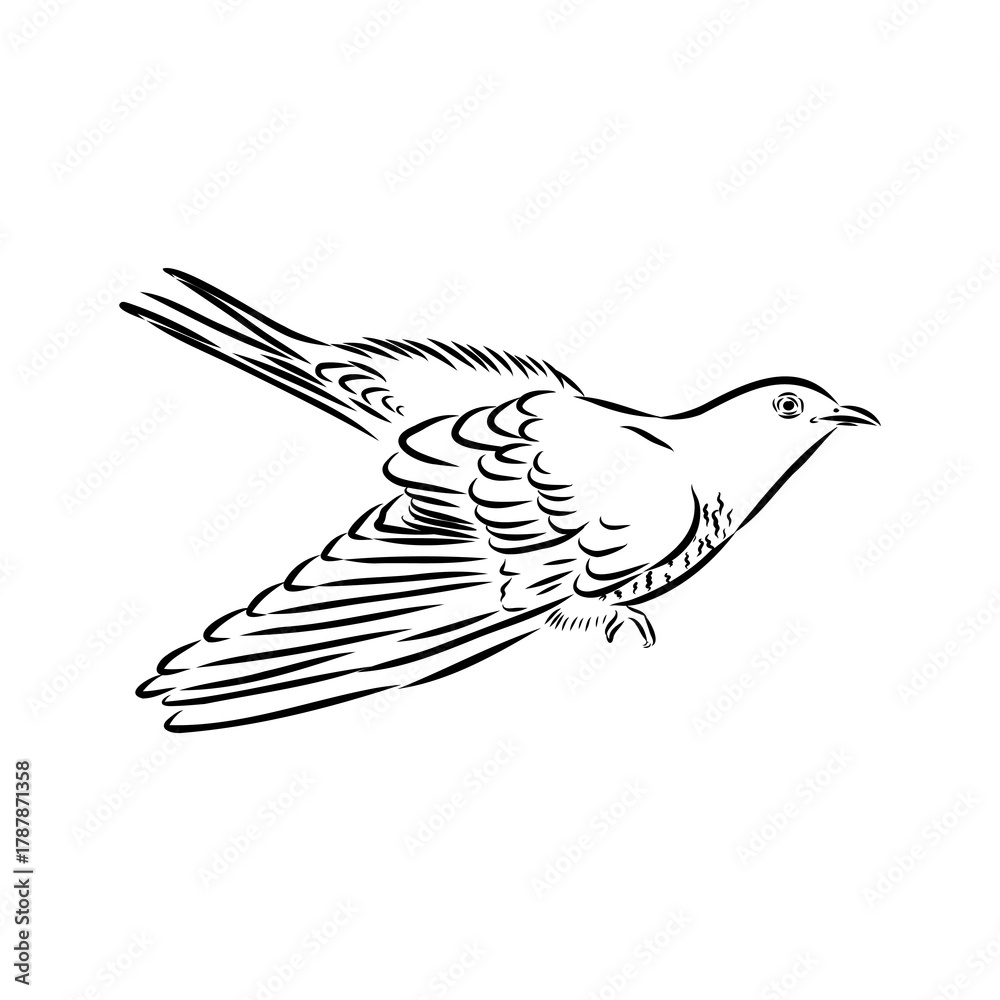 Obraz premium cuckoo bird, vector sketch