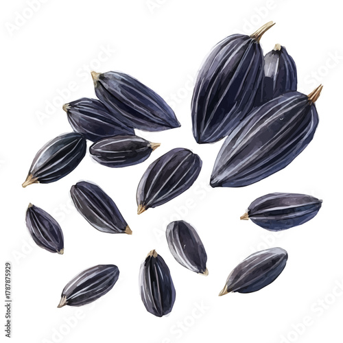 A high-quality watercolor illustration of a black cumin seeds, with fine brush details, painting set in watercolor style, plant set, EPS format, hand-drawn and isolated on a white background