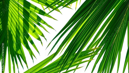 Tropical Palm Leaves and Green Foliage: Vibrant Nature Background with Botanical Illustration and Leaf Texture