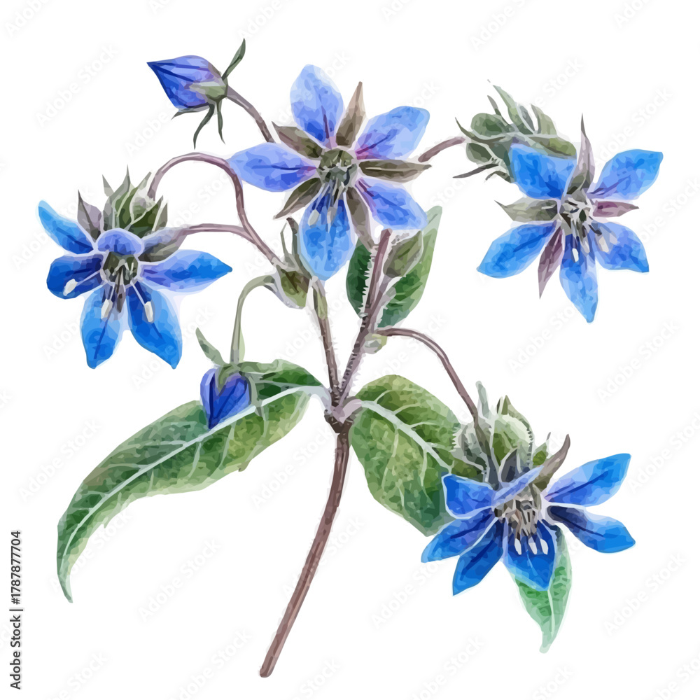 Ταπετσαρία A Hand-drawn illustration of borage flower in watercolor style, soft artistic elements, isolated on a clean white background, high-quality EPS vector