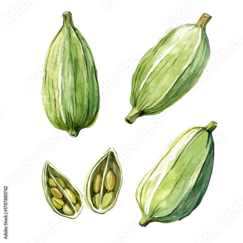 A hand-drawn illustration painting of a cardamom pods in soft watercolor style, featuring delicate brush strokes, isolated on a white background, artistic, painted design, EPS format