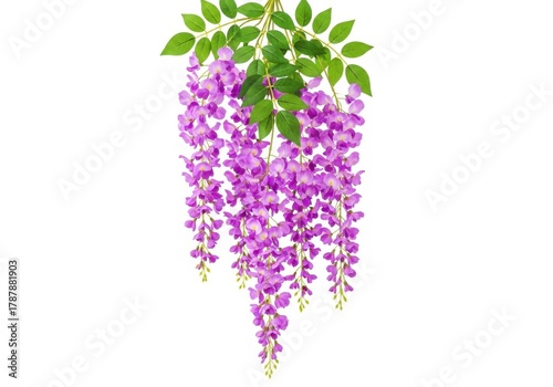 Beautiful purple wisteria flower isolated on white background
