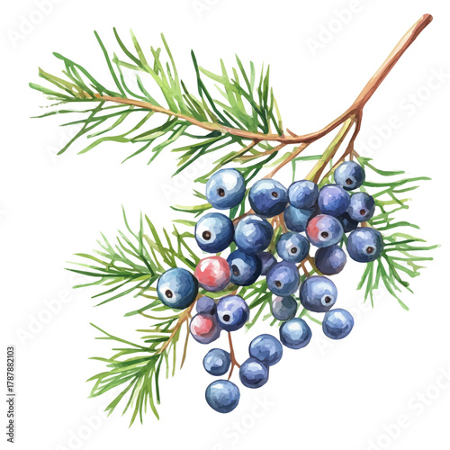 A hand-drawn illustration painting of a cedar berries in soft watercolor style, featuring delicate brush strokes, isolated on a white background, artistic, painted design, EPS format