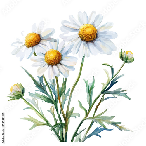 A hand-drawn illustration painting of a chamomile plant in soft watercolor style, featuring delicate brush strokes, isolated on a white background, artistic, painted design, EPS format