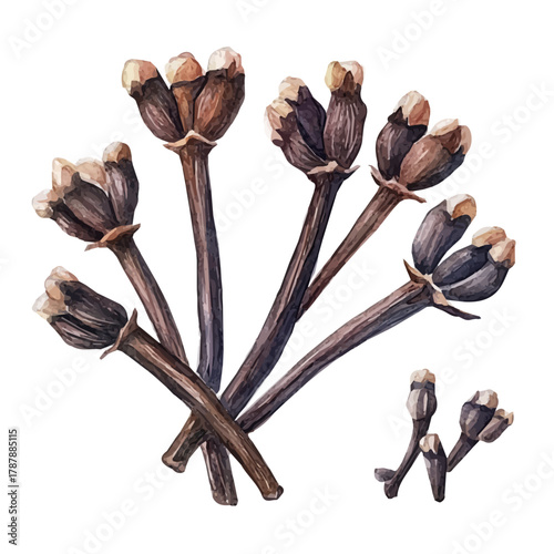 A hand-drawn illustration painting of a clove buds in soft watercolor style, featuring delicate brush strokes, isolated on a white background, artistic, painted design, EPS format