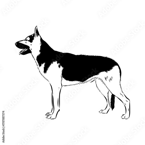 Eastern European shepherd, vector sketch