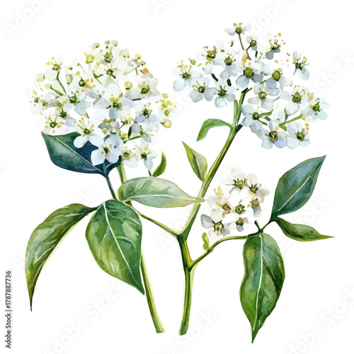 Photos Painted in watercolor, this artistic elderflower blossoms features a clean composition, hand-drawn with elegance, isolated on white, vector EPS