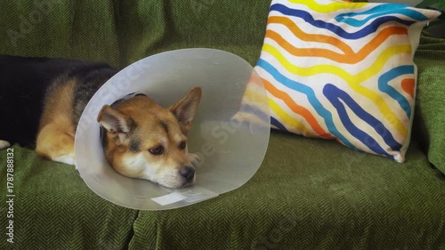 Dog with Collar Lying on Couch.
A sad-looking corgi mix in a medical collar relaxes on a soft sofa after visiting the vet.