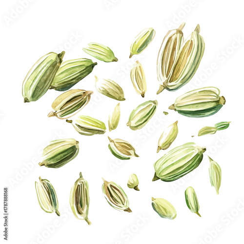 A hand-drawn illustration painting of a fennel seeds in soft watercolor style, featuring delicate brush strokes, isolated on a white background, artistic, painted design, EPS format