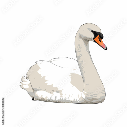 swan vector with white background 