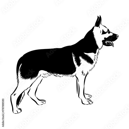 Eastern European shepherd, vector sketch