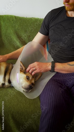 Dog in Collar Being Loved by Owner.
A man softly strokes his recovering corgi mix wearing a collar, showing care and affection.
