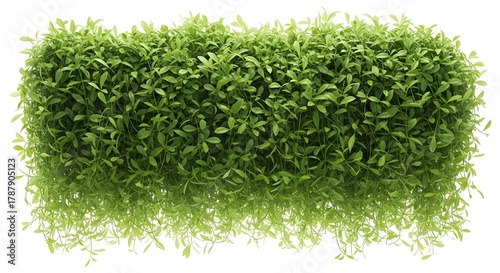 Dense green foliage, perfect for adding a natural touch