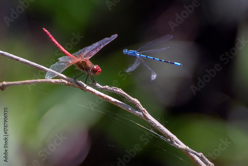 Begegnung zwischen Azurjungfer und Blutroter Heidelibelle