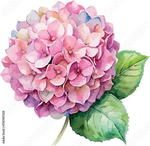 Pink Hydrangea Flower Botanical Vector Watercolor Illustration