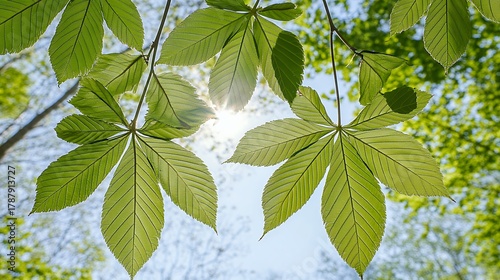 Bright Sunlight Through Green Leaves in Summer
