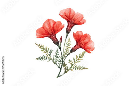  Campanula flowers is watercolor illustration of orange arrangement. Hand drawn of campanula flowers isolated on white background.