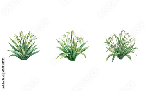 Snowdrop is watercolor painting of green leaves and buds. Spring wildflower, spring plant illustration, botanical art.