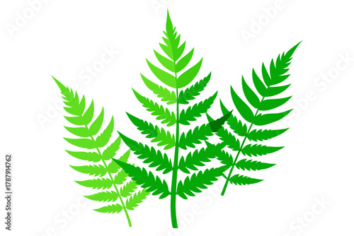 fern leaf isolated