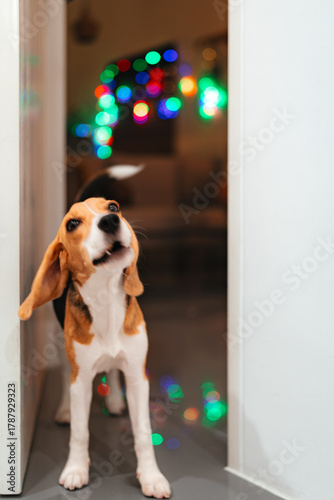 beagle puppy in a cage