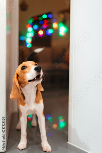 beagle puppy in a box
