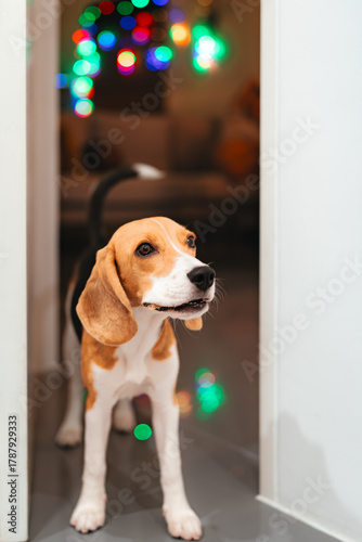 beagle puppy in the window