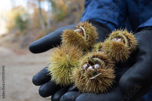 Macro view of gloved hands holding spiky chestnut burrs. Seasonal wild food and nature detail.