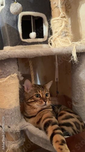 The Bengal cats woke up and are teasing each other.