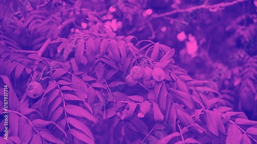 Plant images for wallpaper, background, web design, and office
