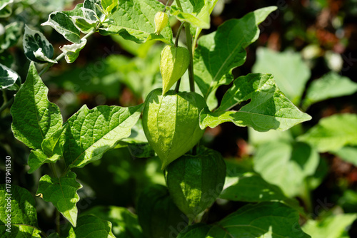 Wallpaper Mural Die Blasenkirschen (Physalis) sind eine Gattung aus der Familie der Nachtschattengewächse (Solanaceae) Torontodigital.ca