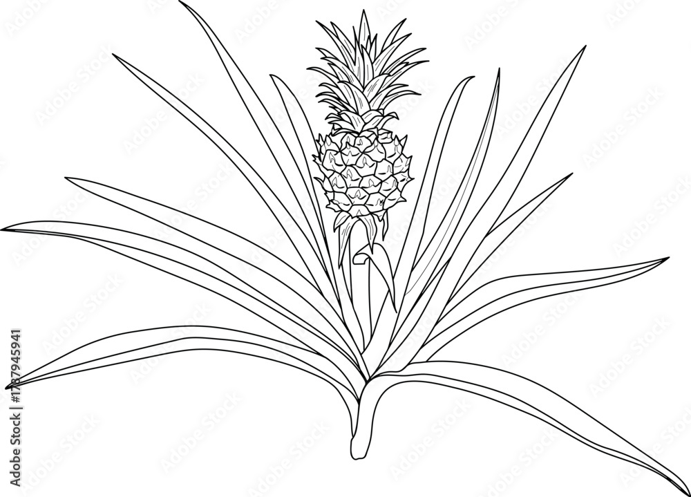 Naklejka premium Coloring page with pineapple plant (Ananas comosus) with ripe pineapple fruit and leaves isolated on white background