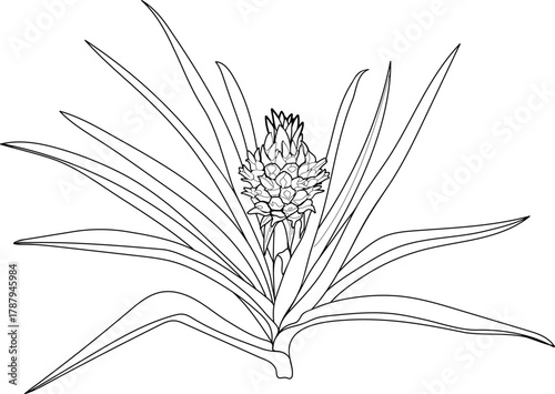 Coloring page with pineapple plant (Ananas comosus) with inflorescence and leaves isolated on white background	