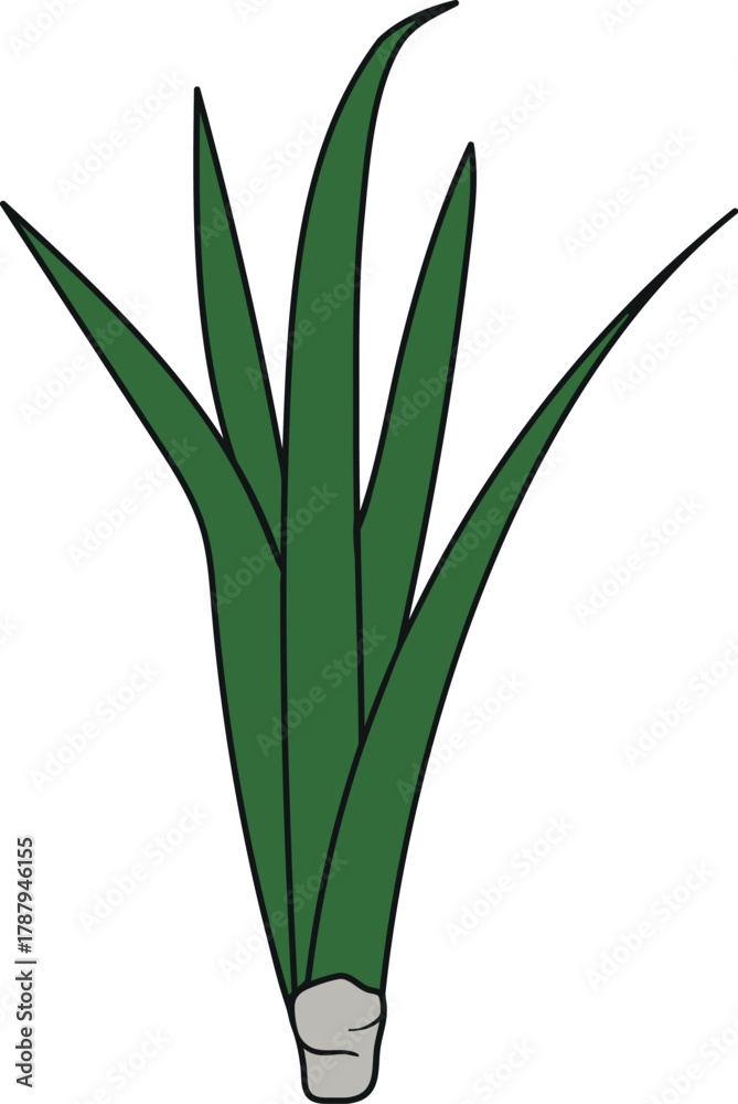 Obraz premium Young pineapple plant (Ananas comosus) with green leaves isolated on white background