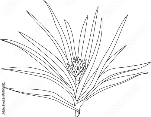 Coloring page with pineapple plant (Ananas comosus) with inflorescence and leaves isolated on white background	