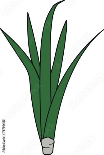 Young pineapple plant (Ananas comosus) with green leaves isolated on white background