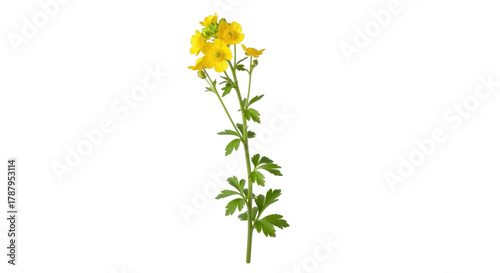 Cuadro en lienzo Isolated buttercup flower stem, a spring bloom with delicate yellow petals on it