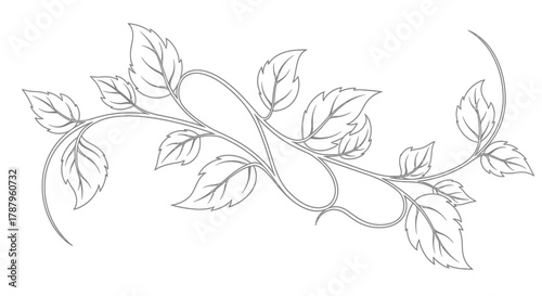 Botanical illustration of leaves and vines design element for decoration purpose