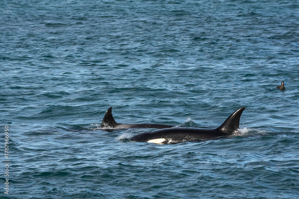 Naklejka premium Killer Whale, Orca, hunting a sea lion pup, Peninsula Valdes, Patagonia Argentina