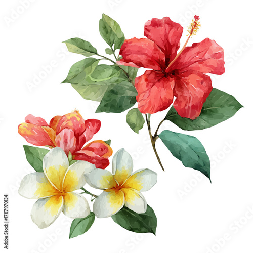 A 2D design Vector illustration, My Watercolor, hand-painted, simple, set of tropical flowers hibiscus and plume painting illustration isolated on a white background, EPS format design. vector set