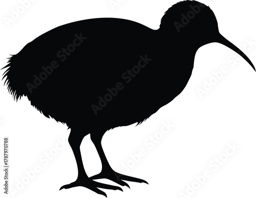 isolated Kiwi bird vector icon
