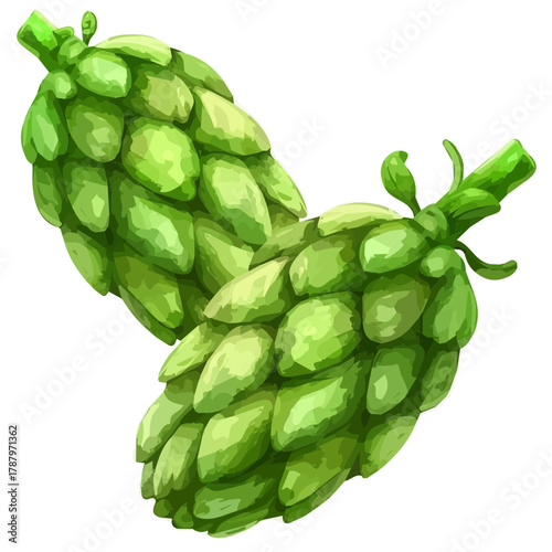 2D design Vector illustration, My Watercolor, hand-painted, simple, sliced artichoke painting illustration isolated on a white background, EPS format design. vector design